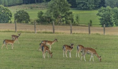 Nadas geyikler çayırda Krkonose dağlar üzerinde