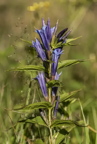 Gentiaan bloem in Krkonose bergen — Stockfoto
