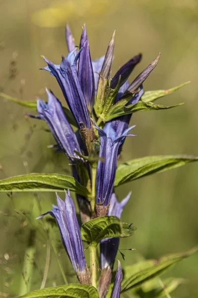 Gentiaan bloem in Krkonose bergen — Stockfoto