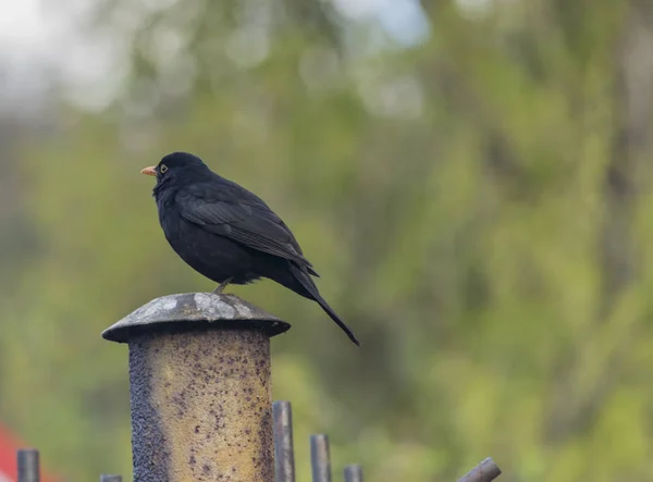 Blackbird на металлическом столбе в весенний день — стоковое фото