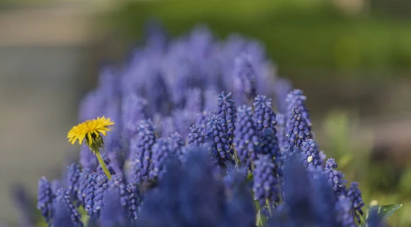 Strachotin village in spring sunny day with flowers — Stock Photo, Image