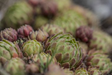 Sempervivum kaya e alanında