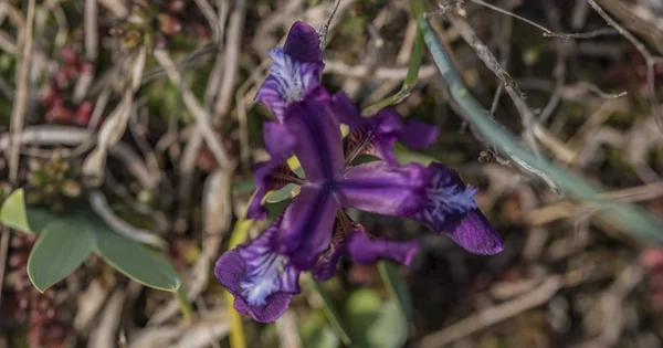 Fiore di iris selvatico nella zona di Palava — Foto Stock