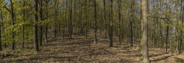 Bahar yaprak ormandaki Panorama