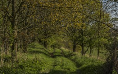 Bahar güneşli akşam yeşil yol