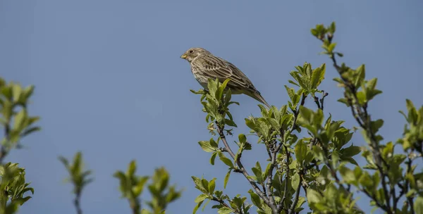 Moineau oiseau sur arbre à feuilles vertes — Photo