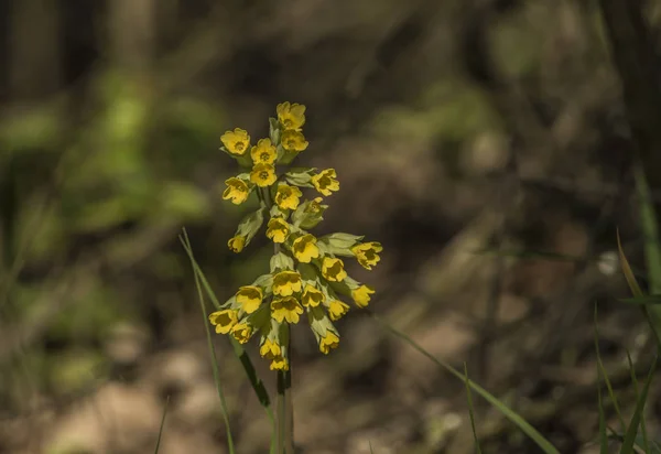 Cowslip 꽃 노란 꽃 — 스톡 사진