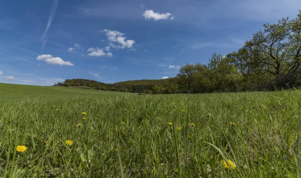 Pradera verde de primavera con dientes de león amarillos — Foto de Stock