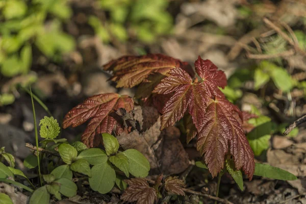 Petit arbre à feuilles rouges au printemps — Photo