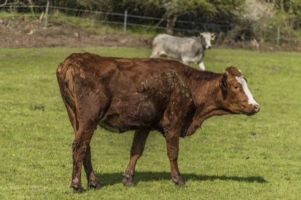 Vacas en prado verde de primavera —  Fotos de Stock