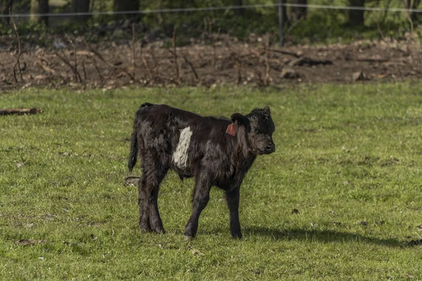 Vacas no prado de primavera verde — Fotografia de Stock