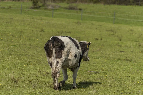 Yeşil bahar çayır üzerinde ineklerin — Stok fotoğraf