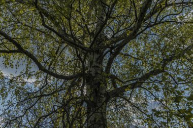 Huş ağacı siluet bahar güneşli gün