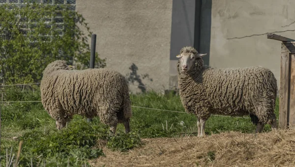 Schafe in der Nähe von Schafhaus an einem Frühlingstag — Stockfoto