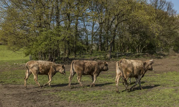 Kor på gröna våren äng — Stockfoto