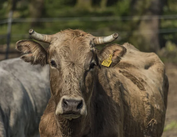 Cows on green spring meadow — Stock Photo, Image