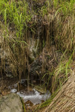 Spring Creek Kuzey Bohemya ormanda renk