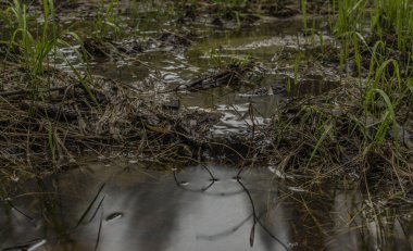 Spring Creek Kuzey Bohemya ormanda renk