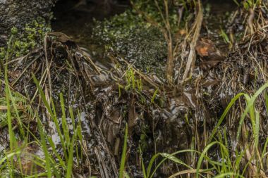 Spring Creek Kuzey Bohemya ormanda renk