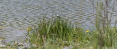 İlkbaharda göl yakınındaki kuyruksallayan kuş