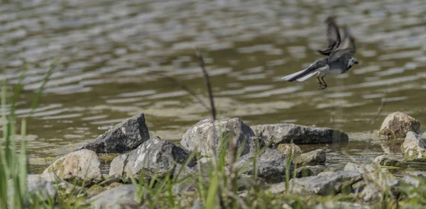 Pliszka ptak w pobliżu jeziora wiosną, latanie — Zdjęcie stockowe