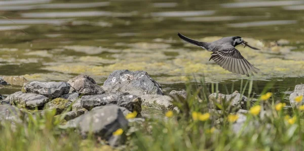 Oiseau Wagtail près du lac au printemps volant — Photo