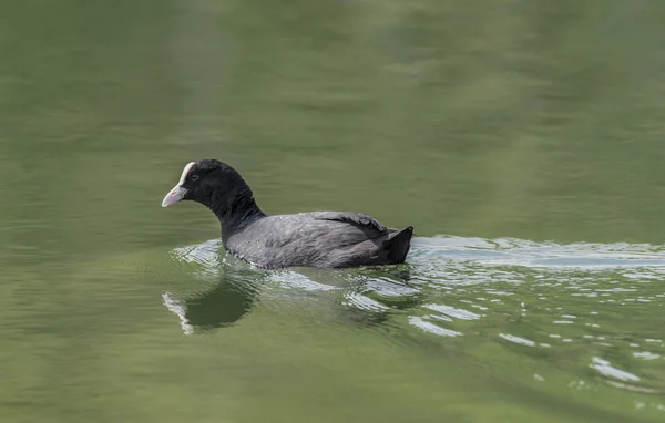 Pássaro Grebe na lagoa de água verde — Fotografia de Stock