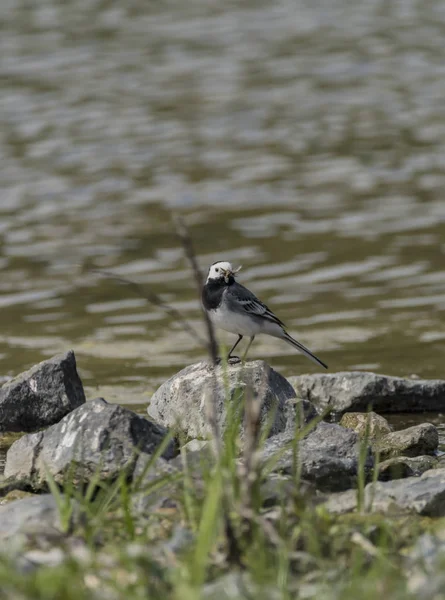 Oiseau Wagtail près du lac au printemps — Photo