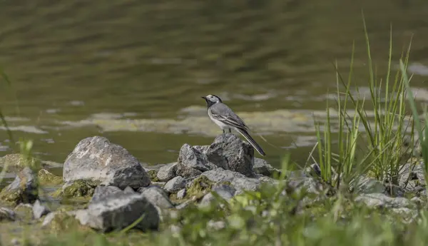 Pliszka ptak w pobliżu jeziora na wiosnę — Zdjęcie stockowe