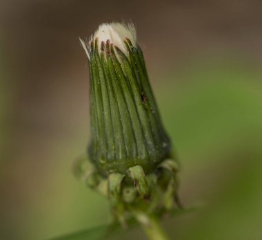 Yağmur ilkbaharda sonra sarı karahindiba