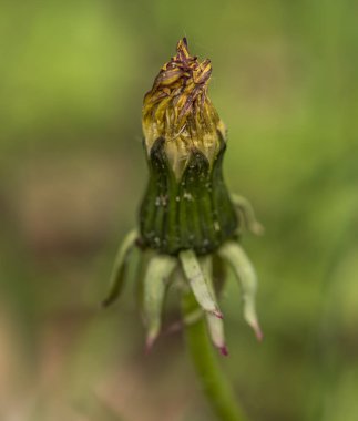 Yağmur ilkbaharda sonra sarı karahindiba