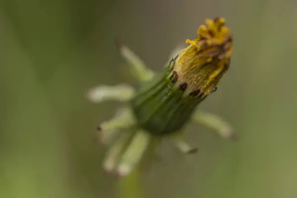 Amarelo dente-de-leão após a chuva na primavera — Fotografia de Stock