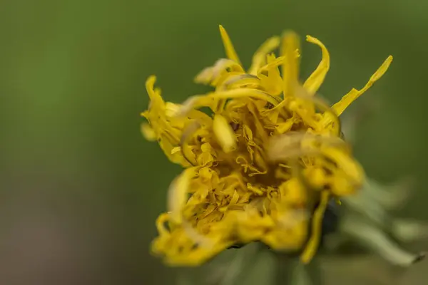 Желтый одуванчик после дождя весной — стоковое фото