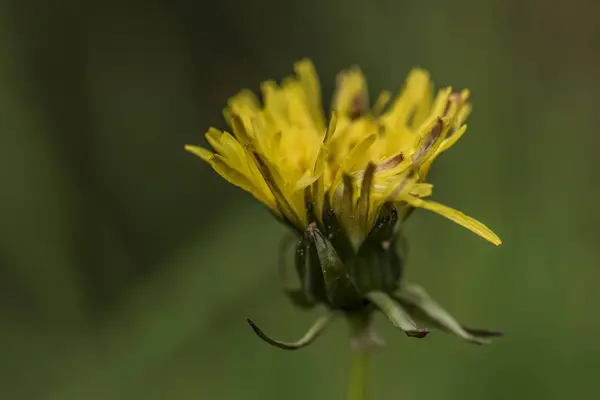 Diente de león amarillo después de la lluvia en primavera — Foto de Stock