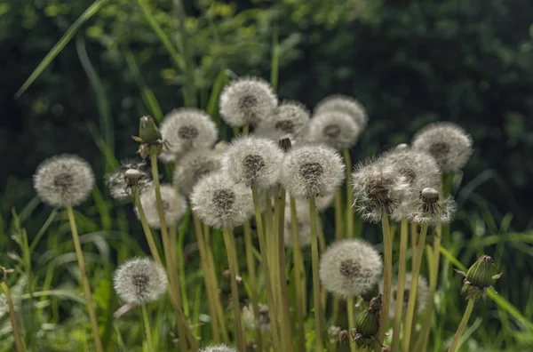 春の日の緑の草にタンポポ — ストック写真