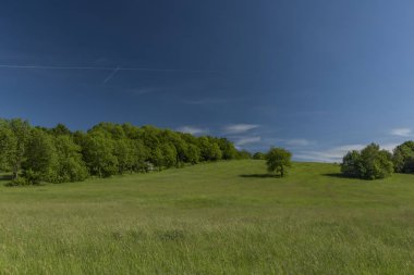 yeşil çayır ve mavi gökyüzü