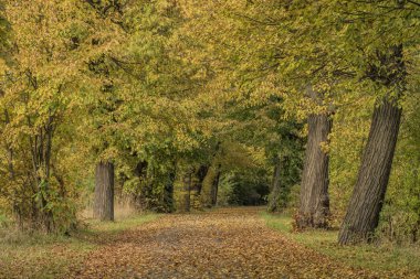 Chabarovice town yakınındaki sonbahar sokak