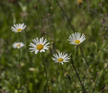Leucanthemum Mill çiçek yeşil güneşli çimen