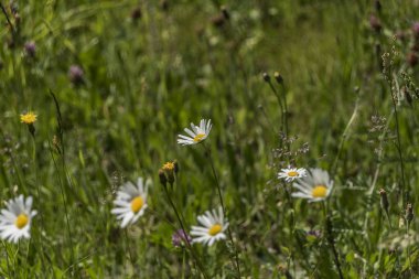 Leucanthemum Mill çiçek yeşil güneşli çimen