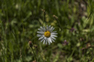 Leucanthemum Mill çiçek yeşil güneşli çimen