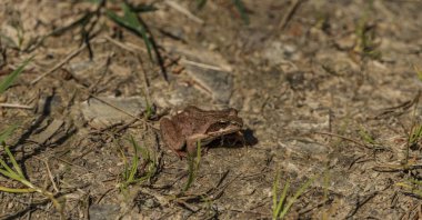Rana temporaria güneşli bir bahar günü içinde
