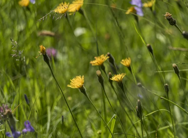 Renk renk ayrıntılı olarak bahar günü çayırda