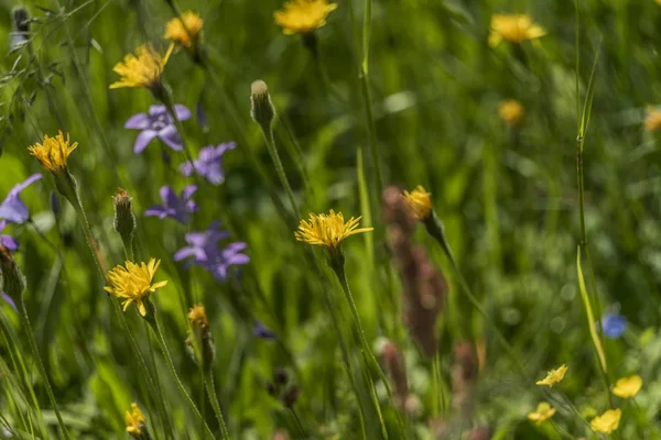 Fleur de campanule en herbe verte et ensoleillée — Photo