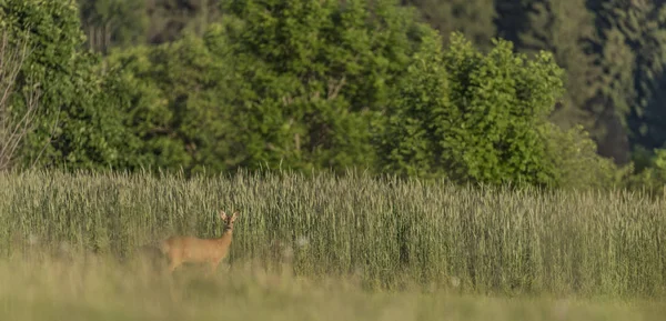 Rehe auf Feld an sonnig heißem Abend — Stockfoto