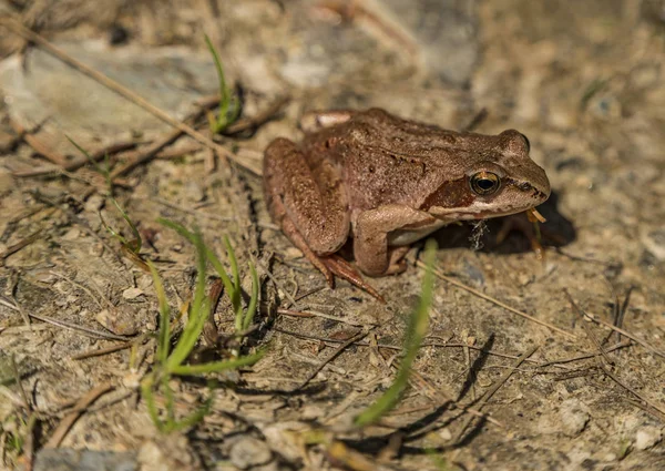 林蛙在阳光明媚的春天的一天 — 图库照片