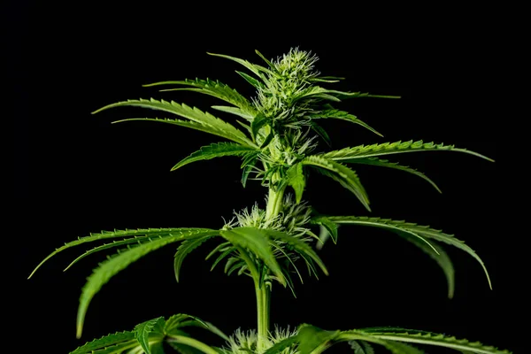 De jonge bloei marihuana met zwarte achtergrond — Stockfoto