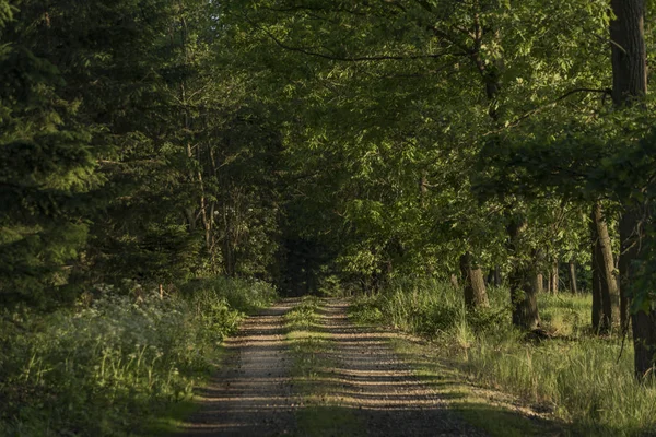 Sentier ensoleillé près des villes de Dacice et Trebetice — Photo