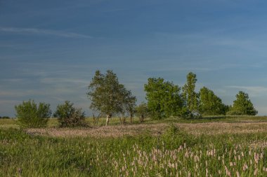 Çiçek çayır Neuhausen hory dağlarda