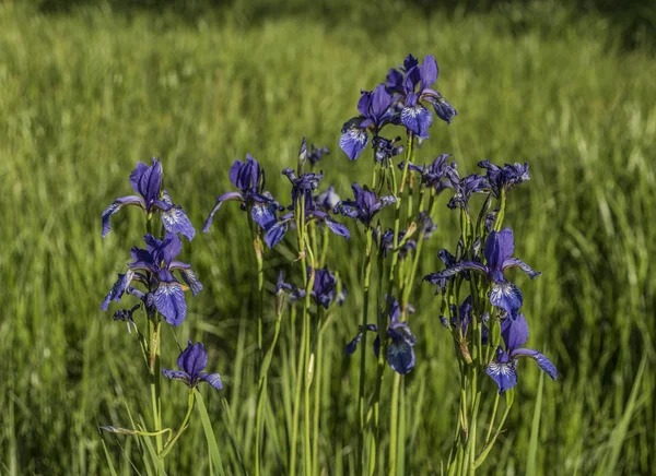 Iris sibirica yeşil çim — Stok fotoğraf