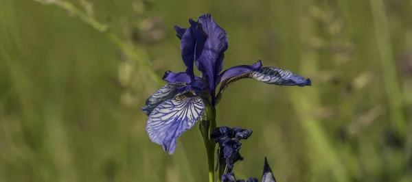 Iris sibirica di rumput hijau — Stok Foto